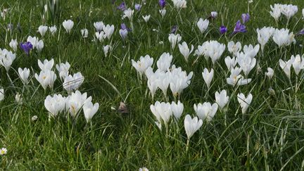 Les crocus peuvent&nbsp;fleurir blanc, mauve, jaune. Il existe une variété tricolore (Crocus siebei sub. tricolor). (ISABELLE MORAND / RADIO FRANCE / FRANCE INFO)