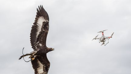 Les oiseaux sont arrivés à l’âge de cent jours le 3 septembre sur la base de Mont-de-Marsang et travaillent désormais de façon quotidienne. (CAPORAL-CHEF SUHAS DAVID / ARMÉE DE L'AIR)