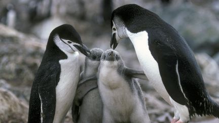 Une famille de manchots à jugulaire d'Antarctique (photo d'illustration). (imagebroker/David Hosking/Newscom/MaxPPP)