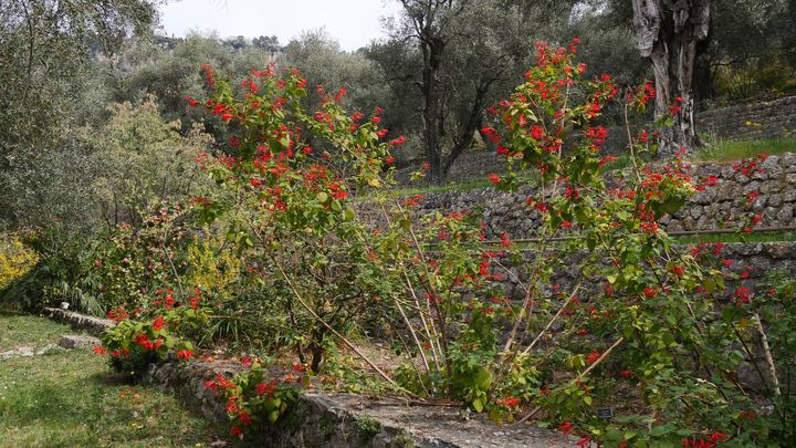 Floraison de sauges ornementales en fin d'hiver dans les jardins de la Villa Noailles, à Grasse (06).&nbsp; (ISABELLE MORAND / RADIO FRANCE / FRANCE INFO)