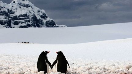 Il doit faire bien froid dans la p&eacute;ninsule Antarctique mais ce couple de manchots nous r&eacute;chauffe le coeur. (SILVIU GHETIE / CATERS NEWS AGENCY / SIPA)