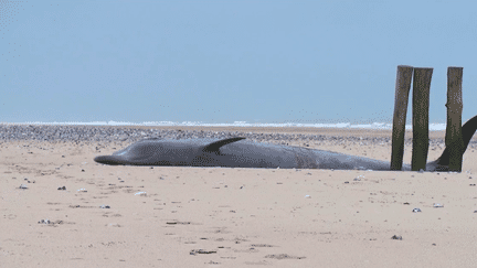 Biodiversité : une baleine échouée meurt sur la plage de Sangatte