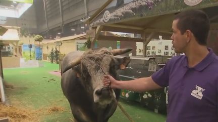 Le taureau Lucky. (France 2)