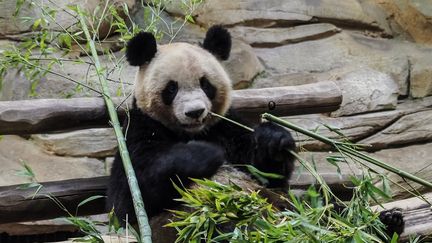 Le panda Yuan Meng, le 20 mars 2021 au zoo de Beauval (Loir-et-Cher). (GUILLAUME SOUVANT / AFP)