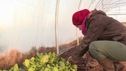 Agriculture : le pari de la ruralité des jeunes citadins