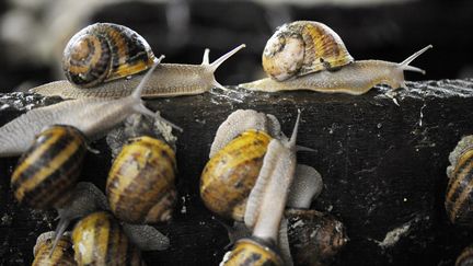 Un élevage d'escargots. (LEOTY XAVIER / AFP)