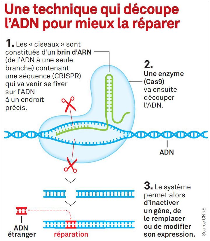 CRISPR Cas9, le "couteau suisse de la génétique" (Ask Media pour le Parisien magazine)