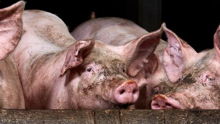 Des porcs dans un élevage situé à Treize-Septiers (Vendée), le 12 août 2021. (MATHIEU THOMASSET / HANS LUCAS / AFP)