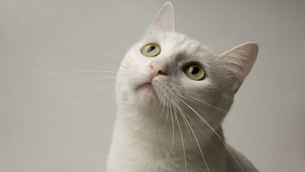 La toxoplasmose est un parasite pr&eacute;sent dans les excr&eacute;ments des f&eacute;lid&eacute;s, dont les chats. (JOEL SARTORE / GETTY IMAGES)