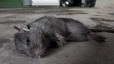 Un rat mort sur le sol, &agrave; Calgary (Canada), le 4 janvier 2013. (LULE ASPINALL / CALGARY SUN)