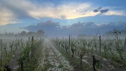 Damage in the vines after a stormy episode in the Gers, June 3, 2022. (PHILIPPE DUPOUY / FRANCE BLEU OCCITANIE / MAXPP)