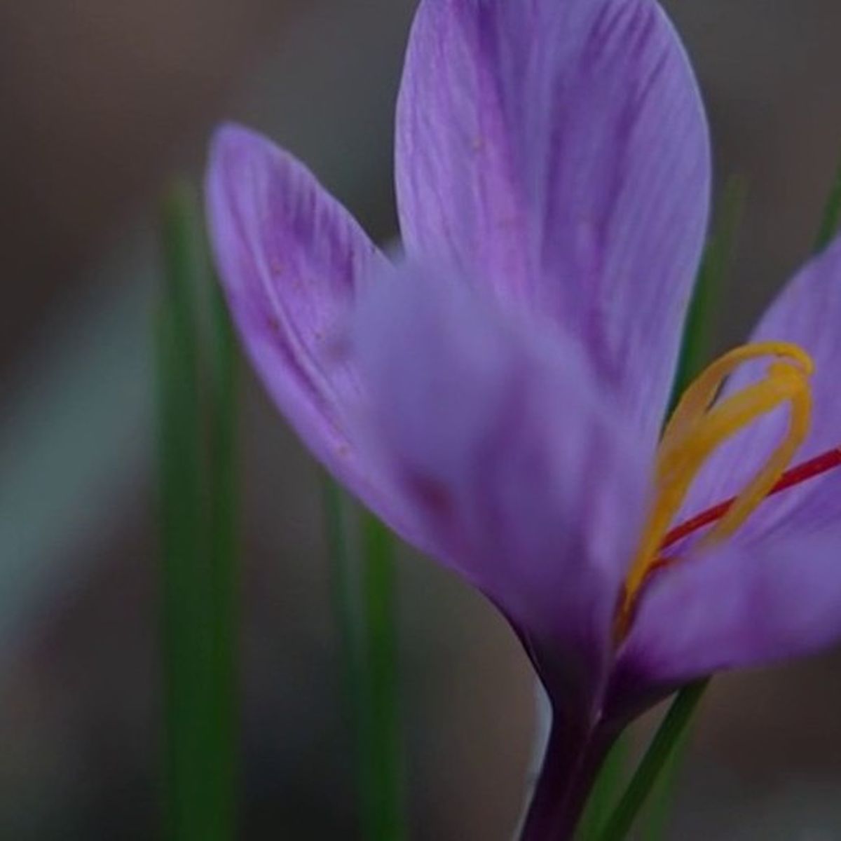 Safran-faux Américain (Fleurs: Capucine) - La route des indes