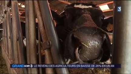 Une vache (FRANCE 3)