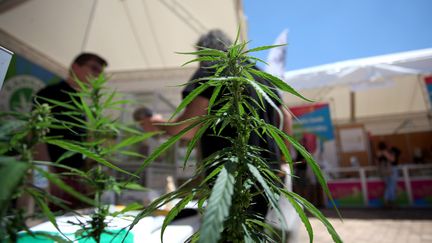 Des plants de cannabis lors du salon "Balkannabis" à Athènes en Grèce, le 1er juin 2018 (illustration). (GIORGOS GEORGIOU / NURPHOTO / AFP)