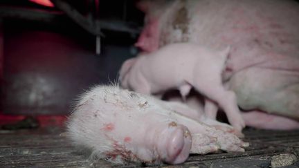 Maltraitance animale : nouveau scandale dans un élevage de porcs de l'Yonne