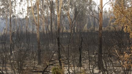 Une forêt brûlée après le passage d'un incendie à&nbsp;El Taref, en Algérie, le 18 août 2022. (HAMZA ZAIT / ANADOLU AGENCY / AFP)