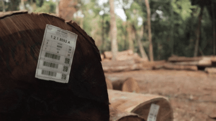 Bois exotique : des entreprises françaises épinglées (France 2)