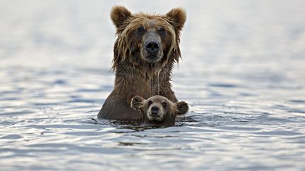 Une maman ourse apprend &agrave; son rejeton &agrave; p&ecirc;cher dans le&nbsp;Kamtchatka (Russie), le 7 janvier 2014. (MARCO MATTIUSSI / SOLENT NEWS / SIPA)