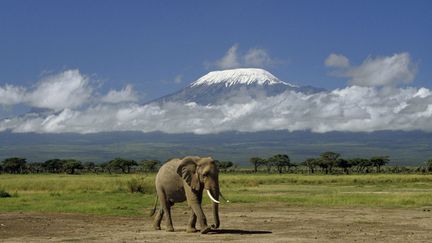 Un éléphant devant le Kilimandjaro (vu du parc Amboseli au Kenya). (YVES TALENSAC / PHOTONONSTOP / AFP)