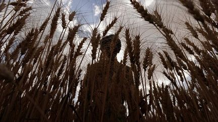 Un fermier afghan récolte son blé à Bamiyan en Afghanistan (AFP - Shah MARAI)