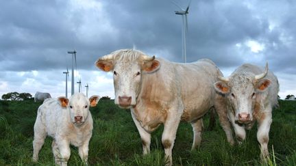 Des vaches charolaises (image d'illustration). (THIERRY CREUX / MAXPPP)