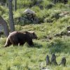 Un ours brun dans les Pyr&eacute;n&eacute;es orientales fran&ccedil;aises, le 10 novembre 2010. (FRILET PATRICK / HEMIS.FR / AFP)