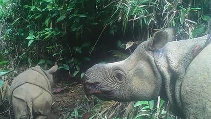 Cette image, tirée d'une vidéo du 22 mai 2020, montre un bébé rhinocéros mâle de Java nommé Luther (gauche) dans le parc national d'Ujung Kulon, dans la province indonésienne de Banten.&nbsp; (HANDOUT / ENVIRONMENT AND FORESTRY MINISTRY / AFP)