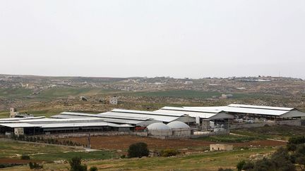 vivent dans une immense ferme aux mille vaches près de Dahriya. Ils possèdent aussi une usine de produits laitiers attenante à l’exploitation.   (Hazem Bader/AFP)