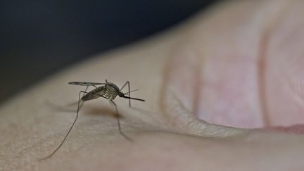 Un moustique photographié à Montlouis-sur-Loire (Indre-et-Loire), le 21 octobre 2022. (GUILLAUME SOUVANT / AFP)