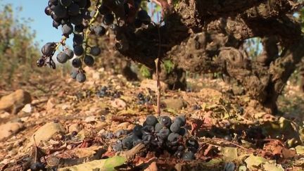 Les orages qui ont frappé les Pyrénées-Orientales, mardi 12 septembre, ont ravagé les récoltes et notamment les vignes. Les dégâts sont considérables pour les agriculteurs, car les grêlons ont tout détruit. (France 2)