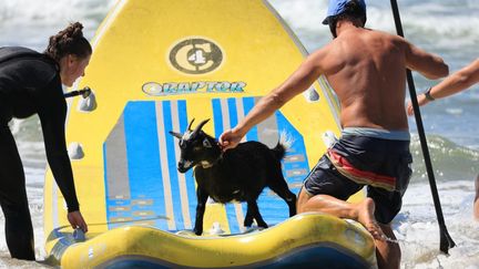 Le surfeur Dana McGregor, qui dirige l'entreprise Surfing Goats, surveille les vagues avec sa chèvre Chupacabrah, à Pismo Beach, en Californie, le 29 août 2023. (DAVID SWANSON / AFP)