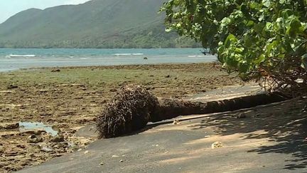 Érosion : en Nouvelle-Calédonie, la mer gagne du terrain