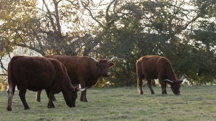 Viande bovine : l'accord UE-Mercosur inquiète les éleveurs