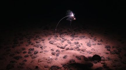 Des espèces ont été observées dans les profondeurs océaniques de la zone de Clarion-Clipperton, dans le Pacifique. (HANDOUT / NATIONAL OCEANOGRAPHY CENTRE / AFP)