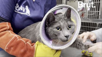 VIDEO. "Il faut aimer les animaux et les gens" : une journée avec un vétérinaire (BRUT)