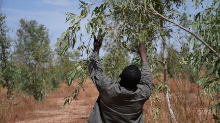 Un homme examine un arbre, sur le site de la Grande muraille verte de Simiri (Niger), le 13 novembre 2021. (BOUREIMA HAMA / AFP)