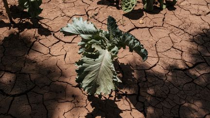 Un jardin cultivé est asséché à Takaba, au Kenya, le 1er septembre 2022. (YASUYOSHI CHIBA / AFP)