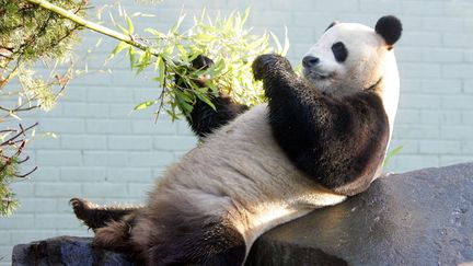 Il a beau &ecirc;tre enferm&eacute; au zoo d'Edimbourg (Ecosse), ce panda g&eacute;ant a l'air de trouver la vie plut&ocirc;t douce, le 12 d&eacute;cembre 2011. (AFP)