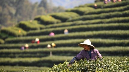 R&eacute;colte dans une plantation de th&eacute; pr&egrave;s de Hangzhou, dans l'est de la Chine, le 5 avril 2012. (HUANG ZONGZHI / XINHUA)