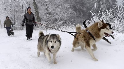 Dans le village du Bessat en Auvergne, où la neige est tombée en abondance, certains choisissent de promener leurs chiens, le dimanche 22 novembre 2015. (PHILIPPE DESMAZES / AFP)