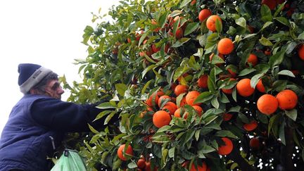 Un homme cueille des oranges destinées à être exportées au Royaume-Uni, à Séville, le 22 janvier 2009. (CRISTINA QUICLER / AFP)