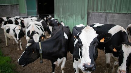 Des vaches quittent l'écurie pour la première fois après une période de confinement dans une ferme de Conteville, à quelque 60 km au nord de Rouen, le 15 octobre 2019. (LOU BENOIST / AFP)