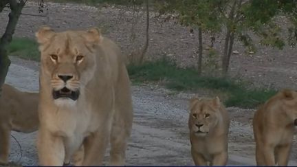 Aude : plongée dans la réserve animalière de Sigean