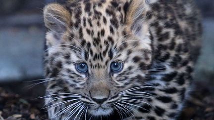 Un b&eacute;b&eacute; l&eacute;opard de l'amour fait sa premi&egrave;re sortie public au zoo Marwell (Royaume-Uni), le 18 ao&ucirc;t 2014. (THE DIGITAL YOUTH LTD / REX / SIPA)