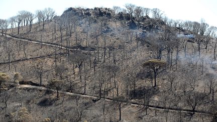 Incendies : une catastrophe écologique