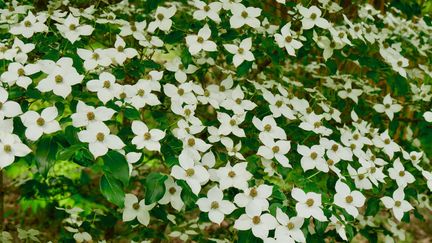 La floraison d'un&nbsp;cornouiller du Japon (Cornus kousa).&nbsp; (ISABELLE MORAND / RADIO FRANCE)