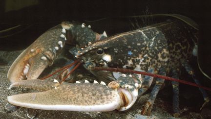 Un homard d'or, très rare, pêché cet été par une famille sur l'île d'Ouessant dans le Finistère, va être étudié aux Etats-Unis