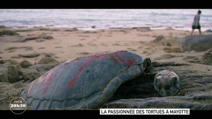 VIDEO. Biodiversité : 10% des tortues qui viennent pondre à Mayotte se font braconner pour leur viande vendue sur l'île jusqu'à 60 euros le kilo