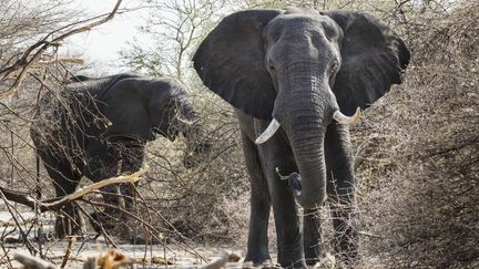 Dans la province namibienne de Kavango, le parc national de Bwabwata, l'éléphant de brousse africaine. (LEROY FRANCIS / HEMIS.FR / HEMIS.FR)