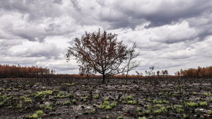 Une forêt détruite par un incendie, près d'Hostens (Gironde), le 7 septembre 2022. (THIBAUD MORITZ / AFP)